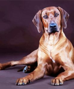 Rhodesian Ridgeback Dog paint by numbers