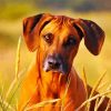 Rhodesian Ridgeback Face paint by numbers