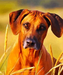 Rhodesian Ridgeback Face paint by numbers