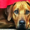 Rhodesian Ridgeback Head paint by numbers