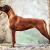 Rhodesian Ridgeback paint by numbers