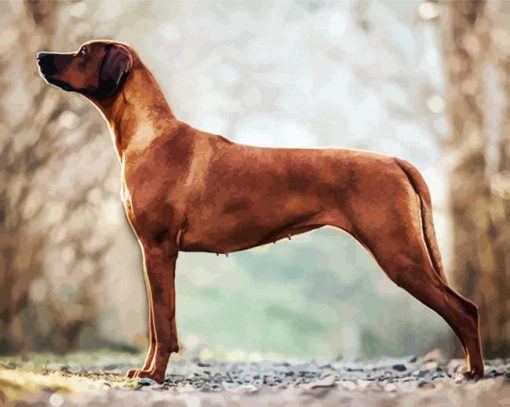 Rhodesian Ridgeback paint by numbers