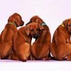 Rhodesian Ridgeback Puppies paint by numbers