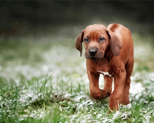 Rhodesian Ridgeback Puppy Dog paint by numbers