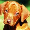 Rhodesian Ridgeback Puppy paint by numbers