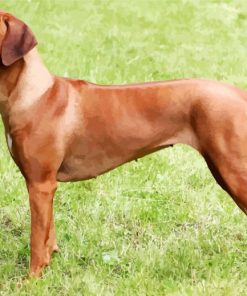 Rhodesian Dogs paint by numbers