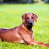 Ridgeback Animal paint by numbers