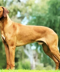 Ridgeback Dogs paint by numbers