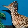 Roadrunner Bird paint by numbers