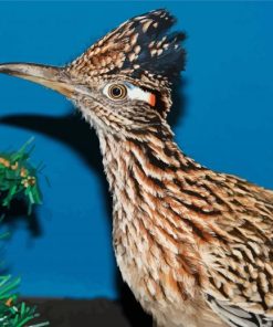 Roadrunner Bird paint by numbers