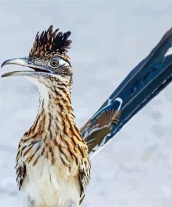 Roadrunner Paint By Number