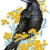 Rook Bird Art Paint By Number