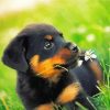 Rottweiler Dog Puppy Paint By Number