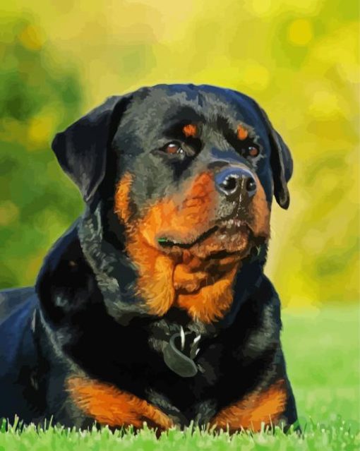 Rottweiler Dog Paint By Number