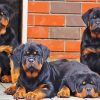 Rottweiler Family Paint By Number