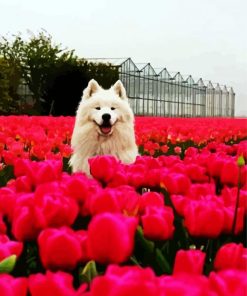 Samoyed Dog paint by numbers