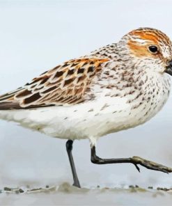 Sandpiper Bird paint by numbers