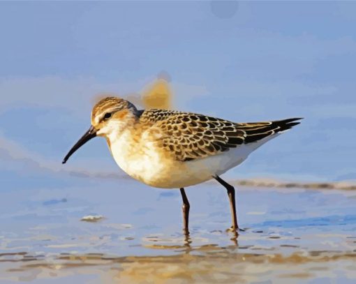 Sandpiper paint by numbers