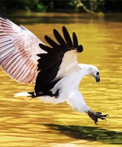 Sea Eagle Bird Accipitriforme paint by numbers