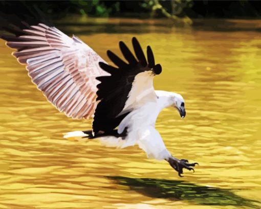 Sea Eagle Bird Accipitriforme paint by numbers