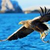 Sea Eagle Bird Paint By Number