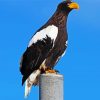 Sea Eagle Paint By Number