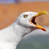 Seagulls Bird Head paint by numbers