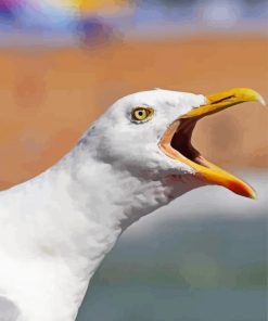 Seagulls Bird Head paint by numbers