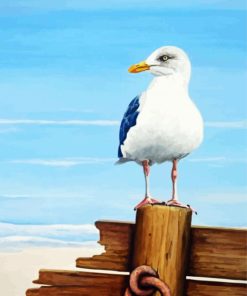 Seagulls Bird paint by numbers