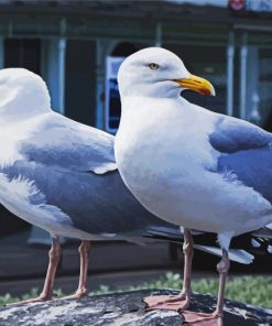 Seagulls Birds paint by numbers