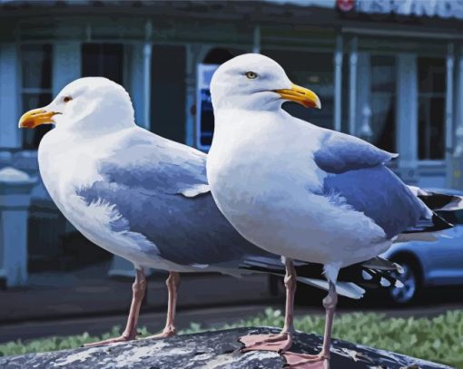 Seagulls Birds paint by numbers