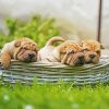 Shar Pei Puppies in Basket paint by numbers