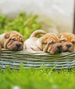 Shar Pei Puppies in Basket paint by numbers