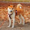 Shiba Inu Puppy Dog paint by numbers