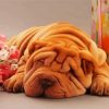 Sleepy Shar Pei paint by numbers