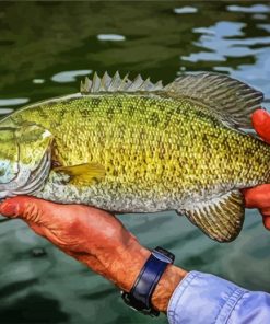 Smallmouth paint by numbers