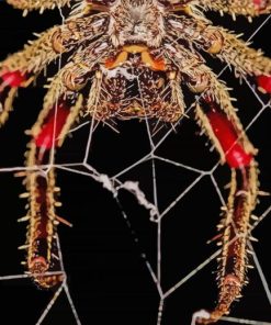 Spider in Web paint by numbers