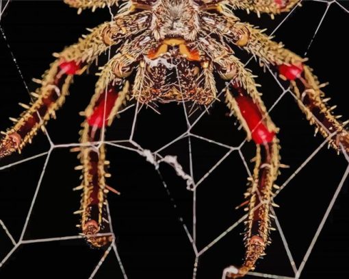 Spider in Web paint by numbers