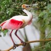 Spoonbills Bird paint by numbers