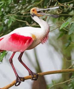 Spoonbills Bird paint by numbers