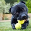 Staffordshire Bull Terrier With Tennis Balls Paint By Number