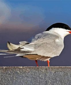 Sternidae Tern Bird paint by numbers