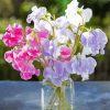 Sweetpea In Glass Jar Paint By Number