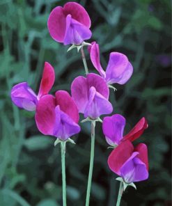 Sweet Pea Flowers paint by numbers