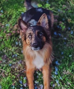 Tervuren Dog paint by numbers