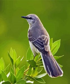 The Northern Mockingbird paint by numbers