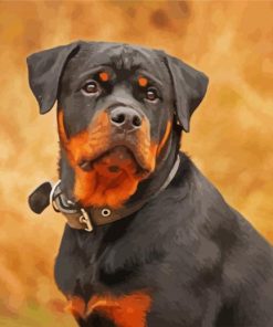 The Rottweiler Dog paint by numbers