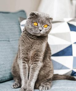 The Scottish Fold Grey Cat Paint By Number