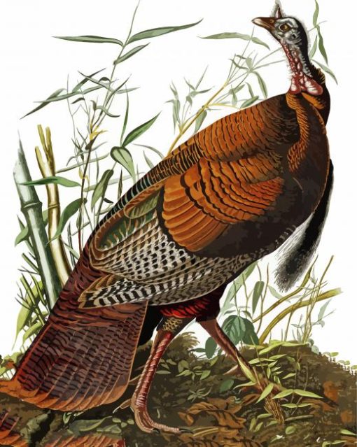 The Wild turkey by John James Audubon paint by numbers