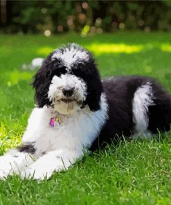 The Sheepadoodle Dog Paint By Number